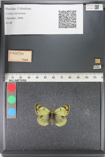 Media type: image;   Entomology 125328